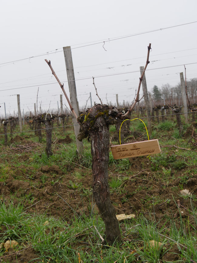 Виноградник на урожай